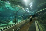 В аквариуме Барселоны [Посмотреть Фото]